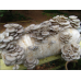 Мицелий Вешенки обыкновенной / серой (Pleurotus sajor-caju)